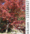 Autumn leaves 115586427