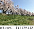 Cherry Blossoms	 115586432