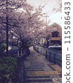 Cherry Blossoms	 115586433