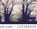 Cherry Blossoms	 115586434