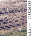 Cherry blossoms and tracks 115586436