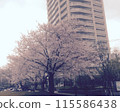 Cherry Blossoms	 115586438