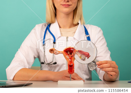 Male doctor showing a anatomical model female reproductive organs using magnifying glass. Early diagnosis and treatment. Male doctor showing a anatomical model female reproductive organs using magnifying glass. Early diagnosis and treatment. 115586454