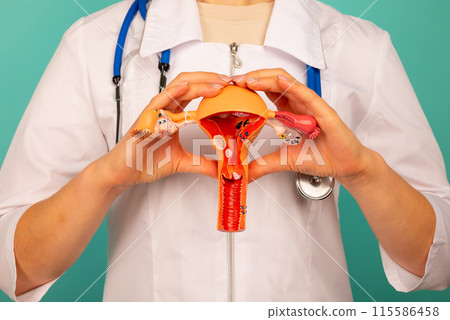 Doctor is holding anatomical model female reproductive organs 115586458