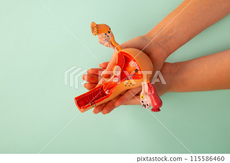 The anatomical model female reproductive organs in doctor palm hand on blue background The anatomical model female reproductive organs in doctor palm hand on blue background 115586460