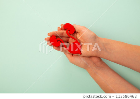 The urinary system in doctor palm hand on blue background 115586468
