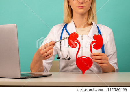 doctor showing pen on a anatomical model of human urinary system doctor showing pen on a anatomical model of human urinary system 115586469