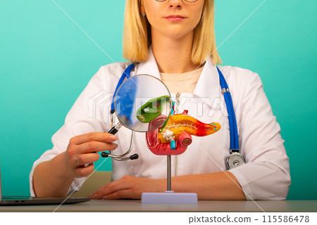 Male doctor showing a anatomical model of pancreas using magnifying glass. Early diagnosis and treatment. 115586478