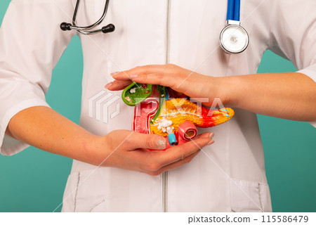 Female doctor holding anatomical model pancreas . Help and care concept 115586479