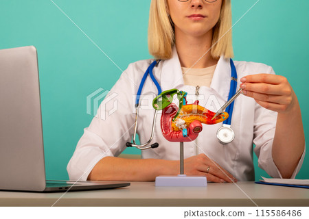 Doctor gynecologist showing pen on anatomical model human pancreas closeup Doctor gynecologist showing pen on anatomical model human pancreas closeup 115586486