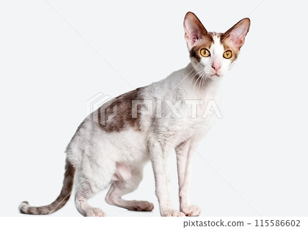 Cat (Cornish Rex) 115586602