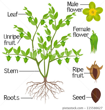 Parts of jojoba plant on a white background. 115586627