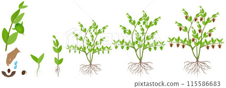 Cycle of growth of a jojoba plant on a white background. 115586683