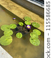 Hong Kong scenery 115586685