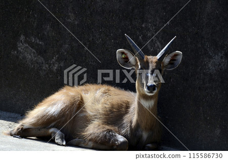 Sitatunga 115586730