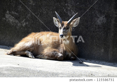 Sitatunga 115586731