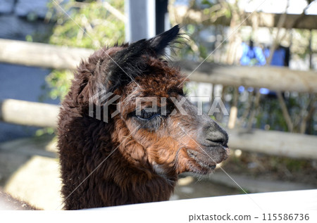 Alpaca Alpaca 115586736