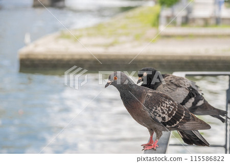 中之島公園欄桿上休息的鴿子 中之島公園欄桿上休息的鴿子 115586822