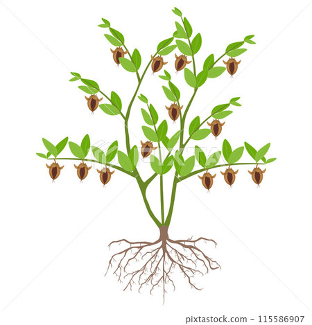 Jojoba plant with ripe fruits on a white background. Jojoba plant with ripe fruits on a white background. 115586907