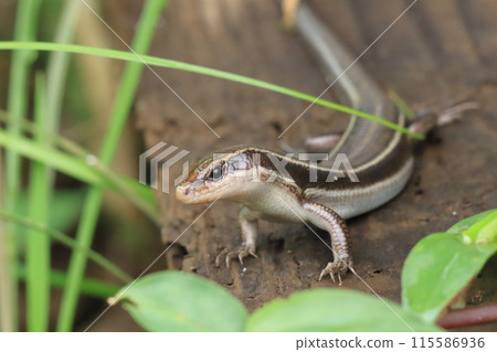 Lizard lifting its upper body (Eastern grass lizard) Lizard lifting its upper body (Eastern grass lizard) 115586936