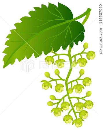 Male hop inflorescence with leaf on white background. Male hop inflorescence with leaf on white background. 115587050