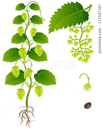 An illustration showing parts of hop plant on a white background. 115587167