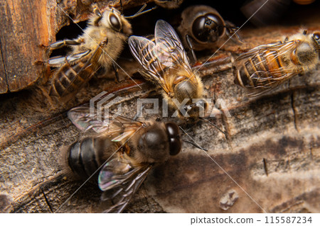 Two male Japanese honeybees, from behind 115587234