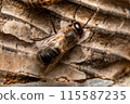 Two male Japanese honeybees, from behind 115587235