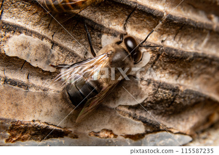 Two male Japanese honeybees, from behind 115587235