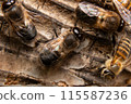 Two male Japanese honeybees, from behind 115587236