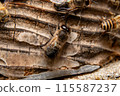 Two male Japanese honeybees, from behind 115587237