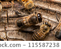 Two male Japanese honeybees, from behind 115587238