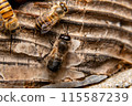 Two male Japanese honeybees, from behind 115587239
