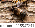 Two male Japanese honeybees, from behind 115587241