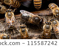 Two male Japanese honeybees, from behind 115587242