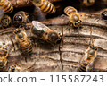 Two male Japanese honeybees, from behind 115587243