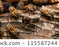Two male Japanese honeybees, from behind 115587244