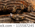 Two male Japanese honeybees, from behind 115587245