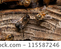 Two male Japanese honeybees, from behind 115587246