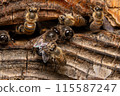 Two male Japanese honeybees, from behind 115587247