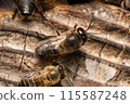 Two male Japanese honeybees, from behind 115587248