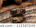 Two male Japanese honeybees, from behind 115587249