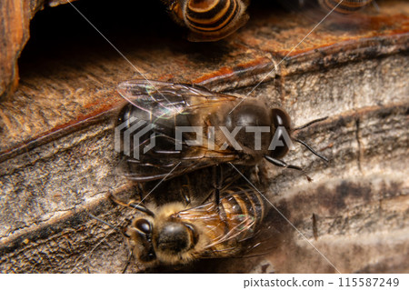 Two male Japanese honeybees, from behind 115587249