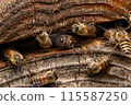 Two male Japanese honeybees, from behind 115587250
