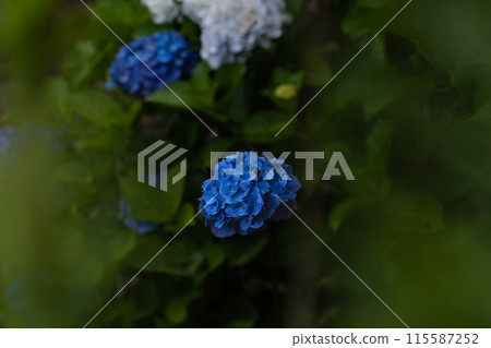 黃昏的繡球花 115587252