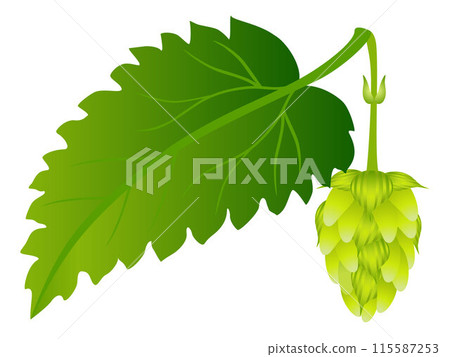 Hop cone with leaf on a white background. 115587253