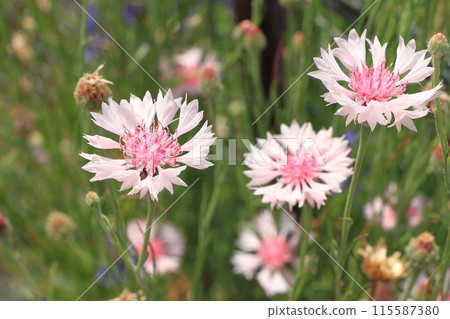 Yagurumagiku flower 115587380