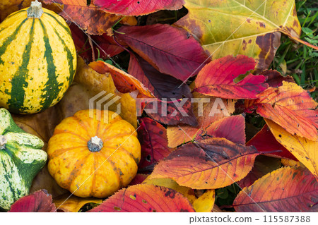Decorative pumpkins for the autumn harvest festival Decorative pumpkins for the autumn harvest festival 115587388