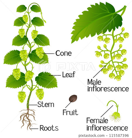 Parts of hop plant on a white background. 115587396
