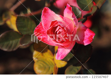 荒尾市少女公民花壇玫瑰花, 荒尾市少女公民花壇玫瑰花, 115587407